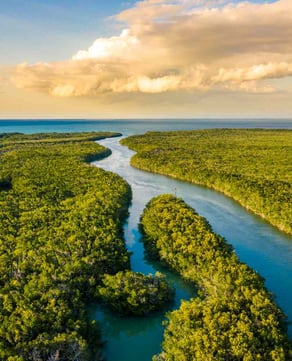 The Everglades